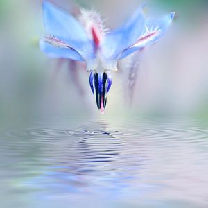 Reflet floral von Martine Affre Eisenlohr