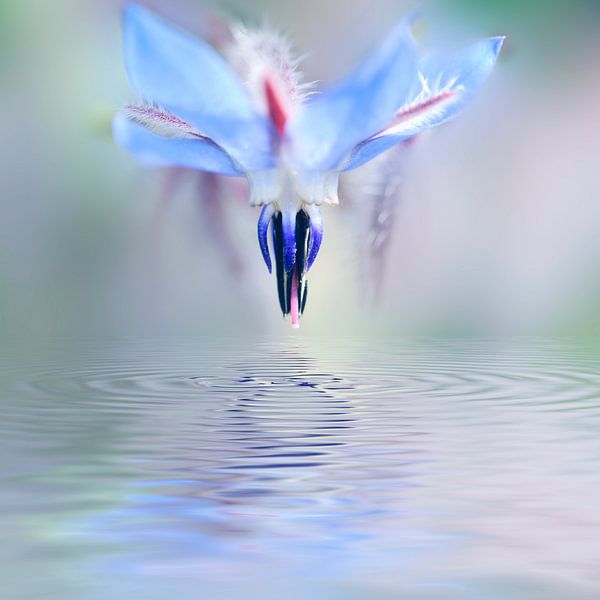 Reflet floral van Martine Affre Eisenlohr