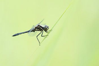 Zwarte heidelibel in zachte groentinten