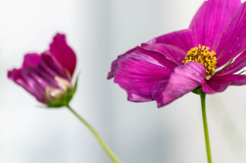 belle fleur d'été violette