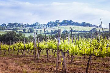 Wijngaard in Toscane