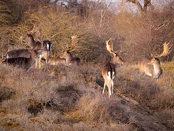 Damherten in het zonnetje van Willemijn Wolthaus
