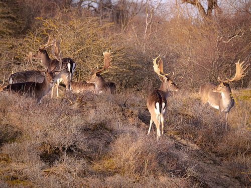 Damherten in het zonnetje