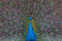 Beautiful peacock