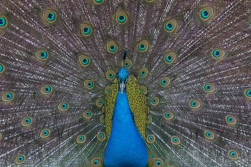Beautiful peacock