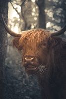 Scottish Highlander