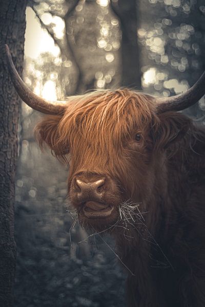 Schotse Hooglander van Hilde Landhuis