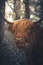 Schotse Hooglander van Hilde Landhuis thumbnail