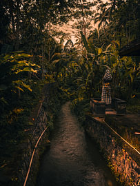 Het beekje in de jungle