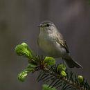 Fantastische Fitis (Phylloscopus trochilus) van -Everything- thumbnail
