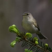Fantastische Fitis (Phylloscopus trochilus)