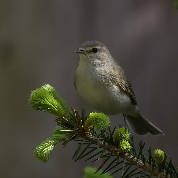 Fantastische Fitis (Phylloscopus trochilus) van -Everything-
