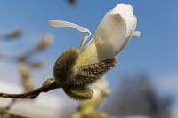 Magnolienblütenknospe