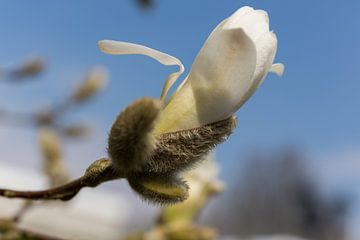 Bouton de fleur de magnolia sur Miranda van Assema