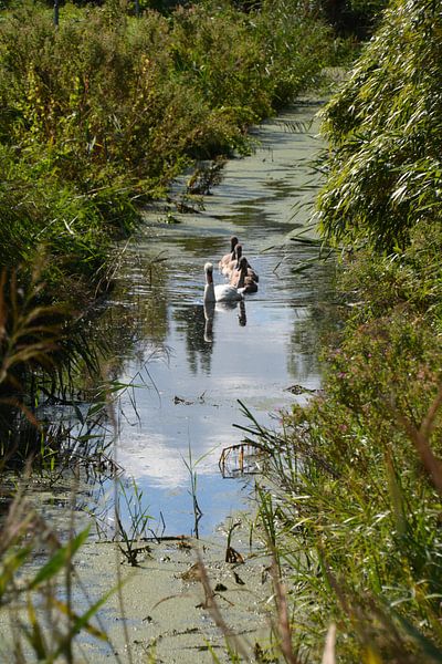 Zwaan met de jonge zwanen van FotoGraaGHanneke
