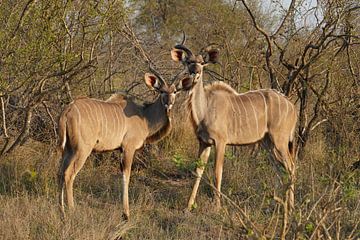 These kudu's are watching you! van Linda Vervoort