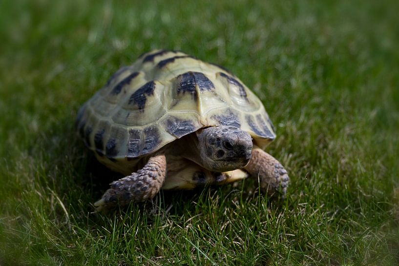 landschildpad by foto-fantasie foto-fantasie