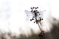 Dragonfly in the morning light 1 by Maaike Munniksma thumbnail