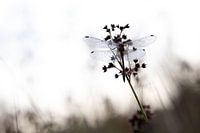 Dragonfly in the morning light 1