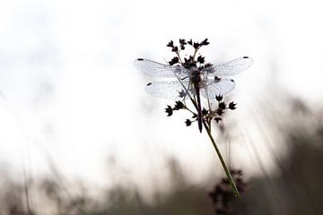 Dragonfly in the morning light 1 by Maaike Munniksma