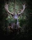 Portret damhert van Wennekes Photography thumbnail