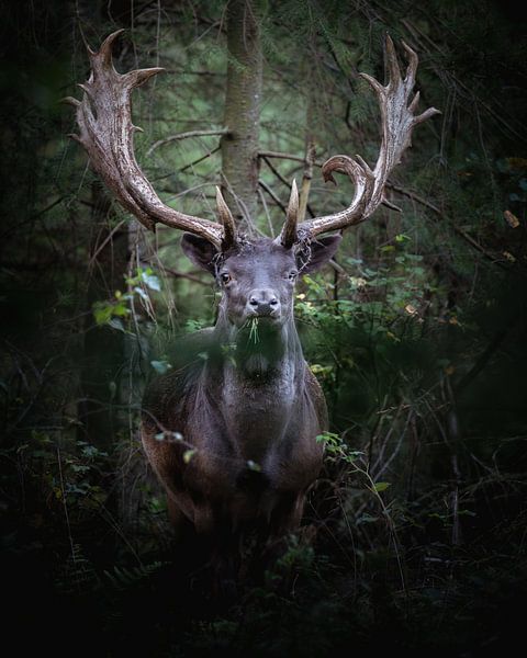 Portret damhert van Wennekes Photography