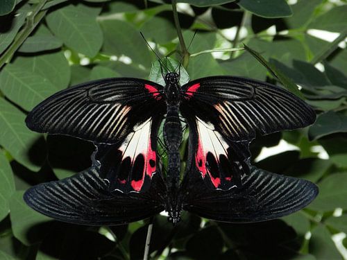 Twee parende Papilio rumanzovia vlinders.