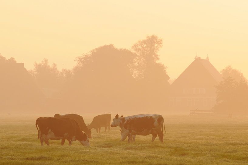 Koeien in weiland (Friesland) van Tjitte Jan Hogeterp