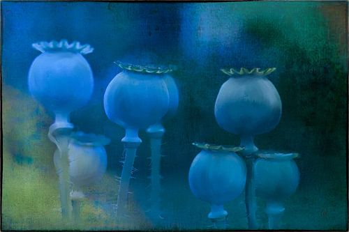 Blauwe klaproos