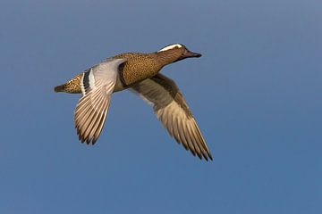 Garganey (Anas querquedula) by Beschermingswerk voor aan uw muur