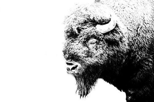 Bizon, Amarican bison