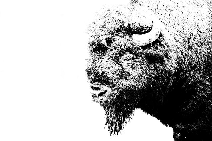 Bizon, Amarican bison van Corinne Cornelissen-Megens