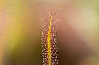 Zonnedauw macro