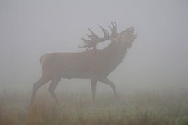 Red Deer *Cervus elaphus*