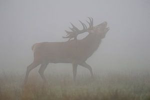 kraftvoll... Rothirsch *Cervus elaphus*