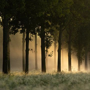 Foggy trees van Amsterdam Enthusiast