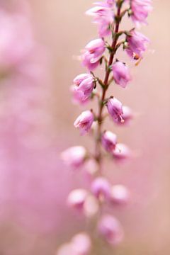 macro photo of heather flowers | fine art nature photography by Karijn | Fine art Natuur en Reis Fotografie