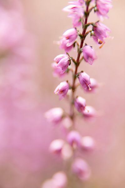 macrofoto van heide bloemen | fine art natuurfotografie van Karijn | Fine art Natuur en Reis Fotografie