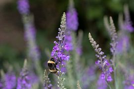 une abeille sur une linaire