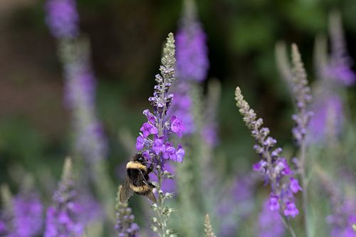 een bij op een walstroleeuwenbek of linaria