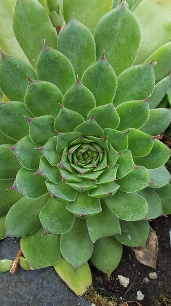 Groene plant by melike oguz