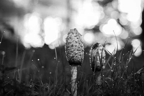 mushroom
