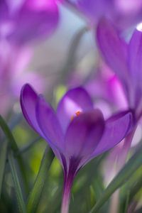 Die erste im Frühjahr blühende Pflanze dehnt ihre Blüte zur Sonne aus