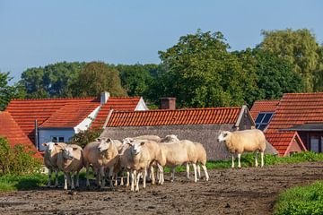 Schafe auf Deich, Elsfleth