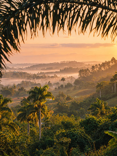 Tropical palm trees above a misty valley in Cuba