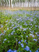 blue spring