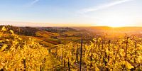 Wijngaarden in Stuttgart bij zonsondergang van Werner Dieterich thumbnail