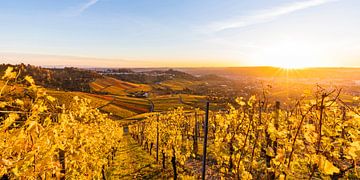 Vignobles à Stuttgart au coucher du soleil sur Werner Dieterich