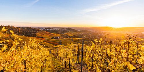 Vignobles à Stuttgart au coucher du soleil