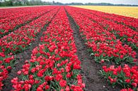 Bollenveld met rode tulpen van Jim van Iterson thumbnail